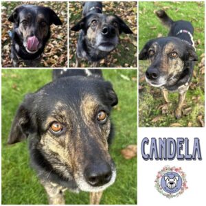 CANDELA (♀) in 26810 Westoverledingen