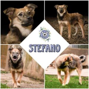 STEFANO (♂) in 52372 Kreuzau