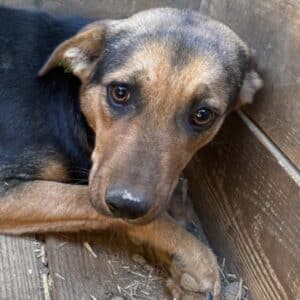 ASHA (♀) - NOTFALL - wird gemobbt (11/25)