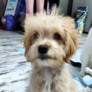 EMMCHEN (♀) - reist auf PDR PS im PLZ Bereich 15 (NU 20/11)