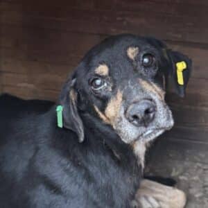 YUNIS (♂) - Notfall - zu dünn - sollte zeitnah reisen!