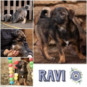 RAVI (♂) in 52372 Kreuzau