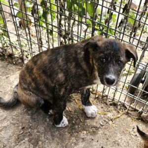 R2BVH (♂) - wird unsicher - sollte zeitnah reisen (11/25)