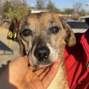 OLE (♂) - NOTFALL, viel zu dünn! (11/25)