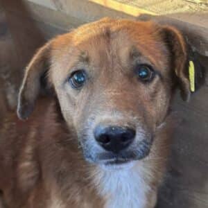 R6PLK368 (♂) - viel zu dünn (11/25)