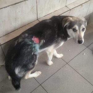 TAHMOH (♂) - Notfall - Beissopfer (01/26)