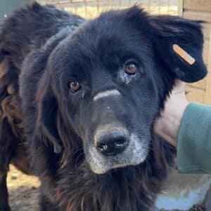 H1PLK92 (♀) - stark verfilzt (11/2025)