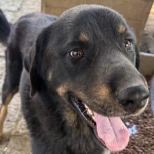 R3PLK367 (♂) - zu dünn (11/25)