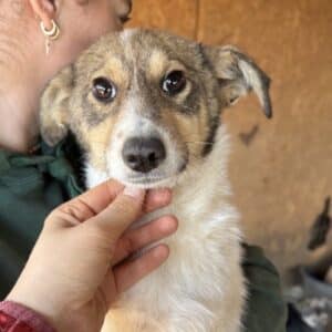 MARION (♀) - deformiertes Hinterbein