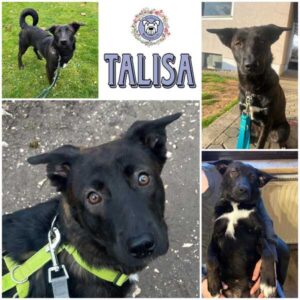 TALISA (♀) in 93102 Pfatter