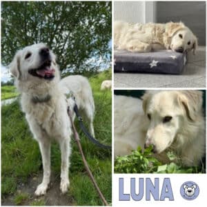 LUNA (♀) in 41366 Schwalmtal