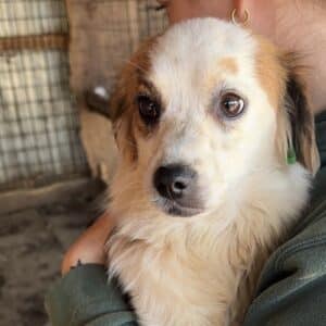 ORPHELIA (♀) - viel zu dünn! (11/25)