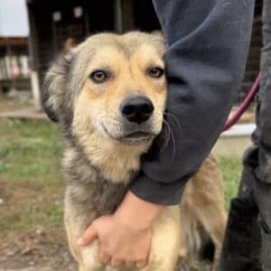 RHIANNA (♀) - NOTFALL - Zaunkletterin