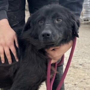 MAVERICK (♂) - Hautprobleme (11/25)