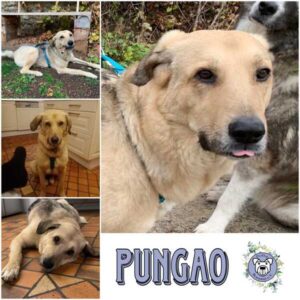 PUNGAO (♂)  in 72379 Hechingen