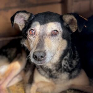 GRAY (♀) - Notfall - zu dünn/beginnende Hautprobleme/schwache Hinterhand