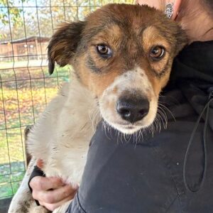 STELLA (♀) – reserviert TST (SAS 10.11.)