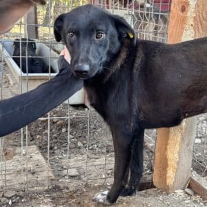 DALIDA (♀) - beginnende Hautprobleme (11/25)