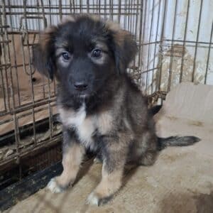 H4SCHVO (♀) - reserviert Tierhilfe Lebenswert DR 07.11.25