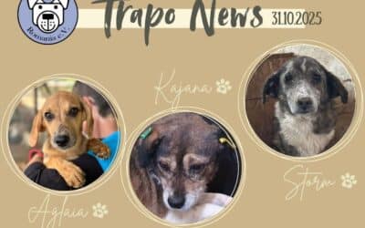 Hundetransport am 31.10.2025 💫🚐