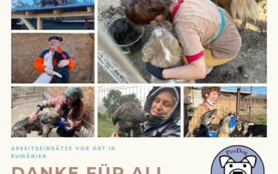 DANKE an alle Helferinnen und Helfer unserer Sommer- und Herbsteinsätze in Rumänien! 🍂🌞