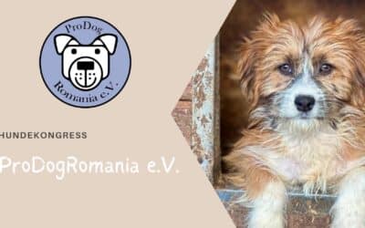 Wir sind dabei: Live-Diskussion beim Hundekongress zum Thema „Tierschutz am Limit“ 🐶🌍