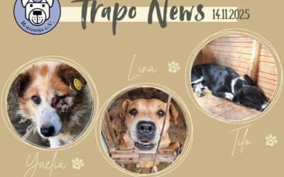 Glückstransport von 83 Schützlingen am 14.11.2025 ✨🚐