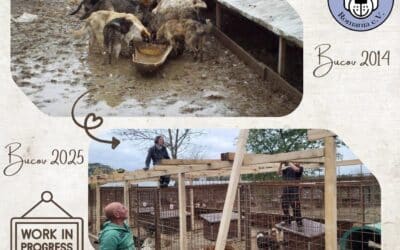 Von 2014 bis 2025 – ein Blick auf die unglaubliche Entwicklung in Bucov 🐾