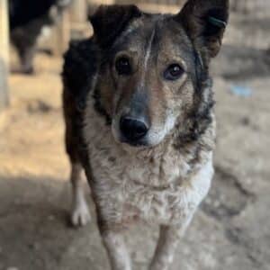 ROHAN (♂) - seit 2021 im Shelter