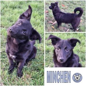 Minchen (♀) in 55595 Gebroth