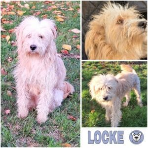 LOCKE (♂) in 55595 Gebroth