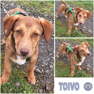 TOIVO (♂) in 55595 Gebroth