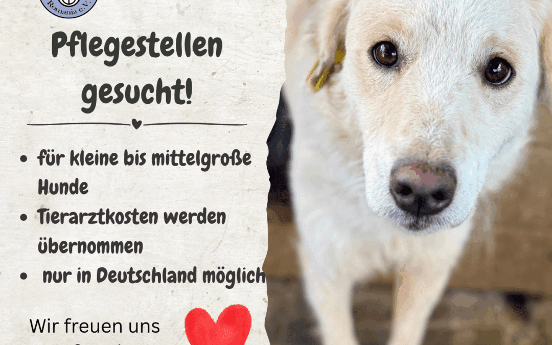 Pflegestellen gesucht