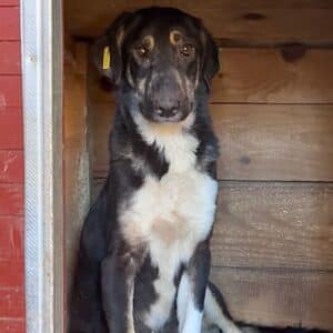 R1SPLK4 (♂) - bereits unsicher, sollte dringend reisen