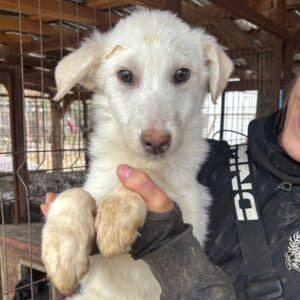 SNOWY (♂) - Notfall - ist durchtrittig & hat Schnupfen, sollte dringend reisen