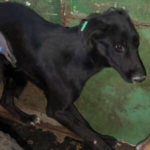 TARZAN (♂) - zu dünn, wurde gemobbt, bereits unsicher, sollte dringend reisen