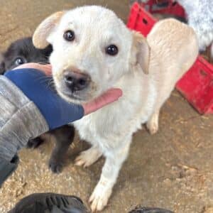 PAMUK (♂)  - Notfall - zu dünn & durchtrittig, hat Schnupfen