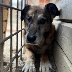 ROSALINDA (♀) - Notfall - kaputtes Auge, humpelt, Umfangsvermehrung, abgekämpfte Seniorin