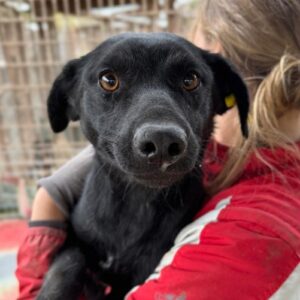 R1PLK318 (♂) - Verletzung am Bauch, Schnupfen