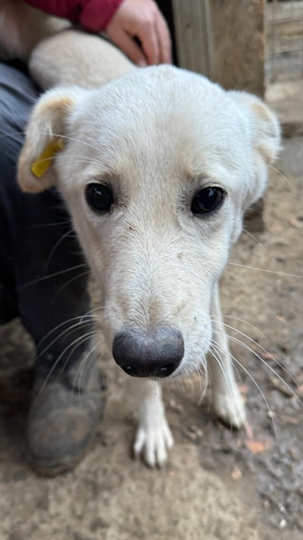 SNOWFLAKE (♀) – Bild 5