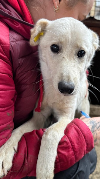 SNOWFLAKE (♀) – Bild 4