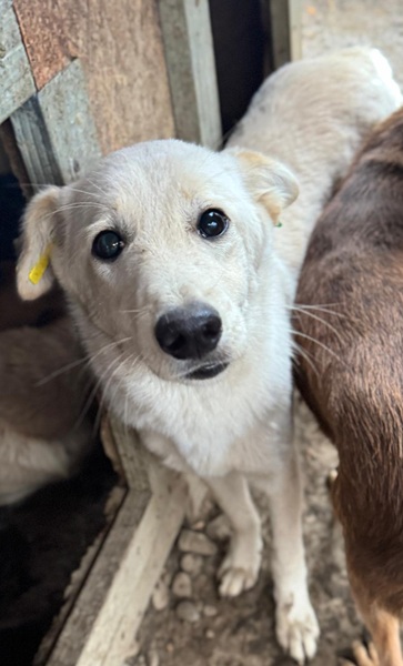 SNOWFLAKE (♀) – Bild 2