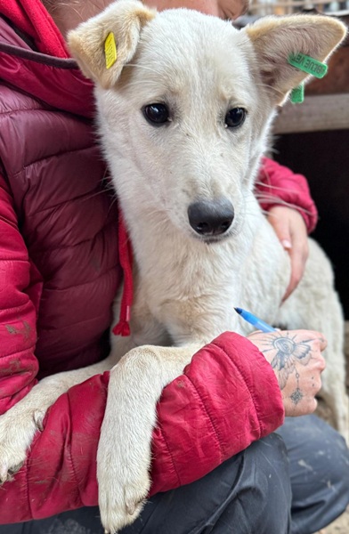 SNOWFLAKE (♀) – Bild 3