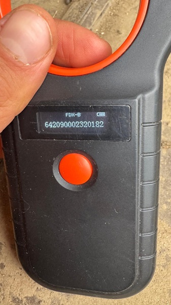 SNOWFLAKE (♀) – Bild 7