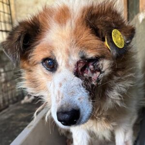 YAELIA (♀) - NOTFALL, große offene Wunde im Gesicht