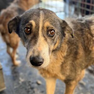 PAULA (♀) NOTFALL, Umfangsvermehrung am Gesäuge