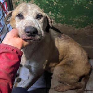 R1PLVet22 (♂) - Notfall! - völlig fertiger Senior, eitrige Augen, Gangprobleme, Wunden an den Pfoten