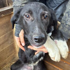 H2PLK435/1 (♀) - beginnende Hautprobleme (11/25)