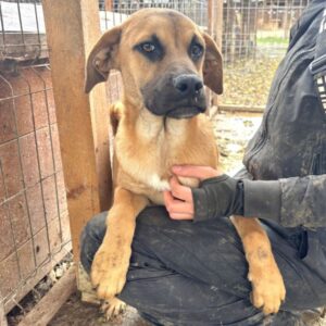 R1PLK455 (♂) - Schnupfen, zu dünn (11/25)