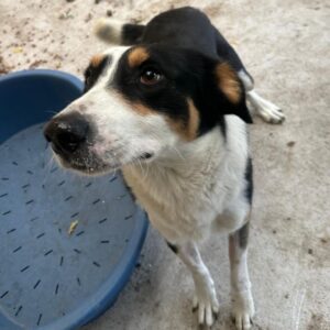 R1BVH (♂) - hatte Autounfall (10/25)